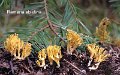 Phaeoclavulina abietina-amf421